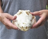 <font color=red>REDUCED PRICE - SALE!</font> 11-3/4 inches Authentic Nile Crocodile Skull for Sale for $125.00 (CITIES #263852)