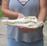 <font color=red>REDUCED PRICE - SALE!</font> 11-3/4 inches Authentic Nile Crocodile Skull for Sale for $125.00 (CITIES #263852)