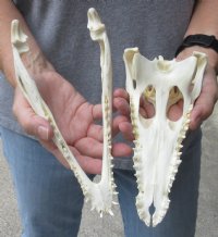 <font color=red>REDUCED PRICE - SALE!</font> 9-1/4 inches Authentic Nile Crocodile Skull for Sale for $100.00 (CITIES #263852)