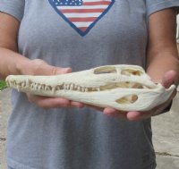 10-1/4 inches Authentic Nile Crocodile Skull for Sale - You are buying this one for $155..00 (CITIES #263852)