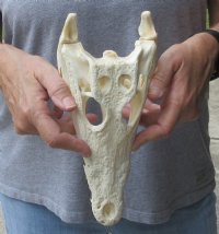 <font color=red>REDUCED PRICE - SALE!</font> 10-1/4 inches Authentic Nile Crocodile Skull for Sale for $105 (CITIES #263852)