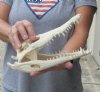 10 inches Authentic Nile Crocodile Skull for Sale - You are buying this one for $155..00 (CITIES #263852)