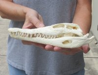 <font color=red>REDUCED PRICE - SALE!</font> 10-1/4 inches Authentic Nile Crocodile Skull for Sale for $105 (CITIES #263852)