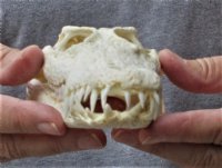 <font color=red>REDUCED PRICE - SALE!</font> 8 inches Authentic Nile Crocodile Skull for Sale for $100 (CITIES #263852)