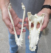 <font color=red>REDUCED PRICE - SALE!</font> 8 inches Authentic Nile Crocodile Skull for Sale for $100 (CITIES #263852)