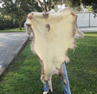 Craft Grade 51 inch by 35 inch Tanned Reindeer hide imported from Finland for $65.00
