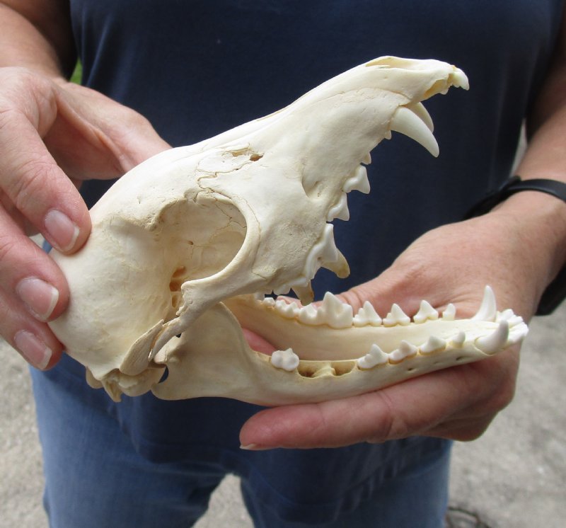 African black backed jackal skull (canis mesomelas)