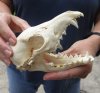B-grade 6-1/4 inch African black backed jackal skull (canis mesomelas) - you are buying the jackal skull pictured for $55 (missing teeth)