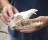C-grade 6 inch African black backed jackal skull (canis mesomelas) - you are buying the jackal skull pictured for $45 (missing teeth and damage to skull)