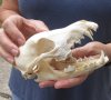 B-grade 6-1/2 inch African black backed jackal skull (canis mesomelas) - you are buying the jackal skull pictured for $55 (missing teeth)