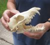 C-grade 6-1/2 inch African black backed jackal skull (canis mesomelas) - you are buying the jackal skull pictured for $45 (missing teeth and damage to skull)