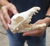 6-1/4 inch African black backed jackal skull (canis mesomelas) - you are buying the jackal skull pictured for $60 