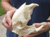 African Porcupine Skull (Hystrix africaeaustrailis) measuring 6 inches long by 3-1/4 inches wide - You are buying the one pictured for $60 (couple missing & cracked teeth)