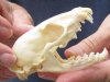 3-1/2 inch South African Large spotted Genet skull - You are buying the genet skull pictured for $35 (This is a B-Grade skull - missing teeth and damaged skull)