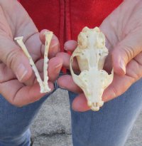 B-Grade 3-1/2 inch South African spotted Genet skull - You are buying the genet skull pictured for $40