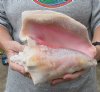 XL pink conch shell for sale (with slit in the back) 8-3/4 inches - Review all photos. You are buying the shell pictured for $16.00 (natural imperfections - calcium, pock marks, chipped edges, broken points)