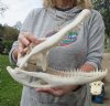 13-1/2 inch A-Grade Florida Alligator Skull from an estimated 7 foot Florida gator - You are buying the gator skull shown for $90.00