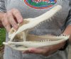 8-1/2 inch #2 Grade Discounted/Damaged Florida Alligator Skull from an estimated 5 foot gator - You are buying the gator skull shown for $49.00