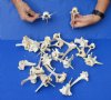 25 piece lot of deer vertebrae bones 4 to 6 inches. You are buying the bones pictured for $25