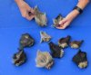 <font color=red>**Special Reduced Pricing**</font> 10 piece lot of Wild Boar ears measuring 3 to 5 inches long - You are buying the lot of ears pictured for $30 (The ends of ears are oily)