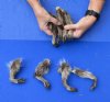 8 piece lot of North American Raccoon legs cured in formaldehyde, measuring 5 to 6 inches in length - you will receive the legs pictured for $24/lot