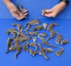 <font color=red>**Special Reduced Pricing**</font> 32 piece lot of North American Squirrel legs cured in formaldehyde - 2-1/2 to 4 inches long - you will receive ones pictured for $30.00