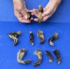 5 piece lot of North American Raccoon feet and 5 piece lot of Opossum feet cured in formaldehyde, measuring 2-1/2 to 3-1/2 inches in length - you will receive the legs pictured for $25.00
