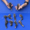 10 piece lot of North American Opossum feet, opossum paws, cured in formaldehyde,  measuring 4 to 5 inches in length - you will receive the feet pictured for $30/lot