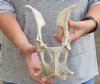 Deer pelvis bone 9 inches long. You are buying the pelvis bone pictured for $20.00