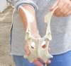 Deer pelvis bone 9 inches long. You are buying the pelvis bone pictured for $20.00
