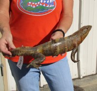 Authentic Mexican Spiny Tail Iguana mount for sale, 15 inches long x 9-1/2 inches wide x 6 inches tall for $175.00 