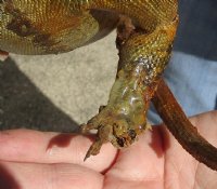 Authentic Green Iguana mount for sale, 13 inches long x 9-1/2 inches wide x 7-1/2 inches tall  - review all photos. You are buying the mount pictured for $150.00 (damaged feet)