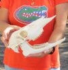 Whitetail deer skull (doe) measuring 12 inches long - You are buying the skull in the photo for $55.00 