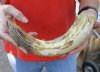 12-inch Curved Hippo Tusk, hippo Ivory, .60 pound.  (You are buying the hippo tusk pictured) for $90.00 (CITES #300162) 