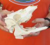 Whitetail Spike Buck Skull w/jaw. The skull is 7-1/2 inches long - This skull has damage to the top area - review photos  (You are buying the skull shown) for $20