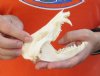 Opossum Skull 5 inches long and 2-1/2 inches wide - You are buying the skull pictured for $40.00