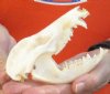 Opossum Skull 5 inches long and 2-1/2 inches wide - You are buying the skull pictured for $30