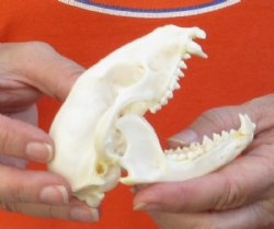 Raccoon Skull measuring 4-1/4 inches long and 2 wide for $30 