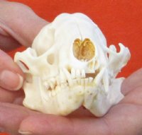 Raccoon Skull measuring 4-1/4 inches long and 3 wide - You are buying the skull shown for $30 