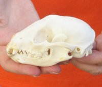 Raccoon Skull measuring 4-1/4 inches long and 2-3/4 wide for $30 