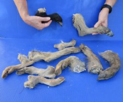<font color=red>**Special Reduced Pricing**</font> 10 piece lot of Wild Boar feet/legs cured in formaldehyde,  measuring 6 to 11 inches in length - $10