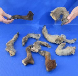 <font color=red> *Special Price*</font> 10 piece lot of Wild Boar feet/legs cured in formaldehyde,  measuring 5 to 7 inches in length - $10