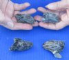 4 piece lot of North American Iguana heads cured in formaldehyde,  measuring under 2 inches in length - you will receive ones in the photo for $40