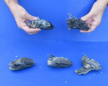 5 piece lot of North American Iguana heads cured in formaldehyde,  measuring  3-4 inches in length - $50