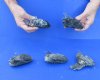 5 piece lot of North American Iguana heads cured in formaldehyde,  measuring  3-4 inches in length - $50