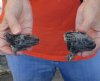 2 piece lot of North American Iguana heads cured in formaldehyde,  measuring 2 and 3 inches in length - you will receive ones in the photo for $25.00
