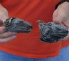 2 piece lot of North American Iguana heads cured in formaldehyde,  measuring 3 and 3-1/2 inches in length - you will receive ones in the photo for $35.00