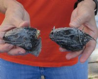 2 piece lot of North American Iguana heads cured in formaldehyde,  measuring 3 and 3-1/2 inches in length - $20