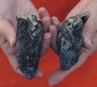 2 piece lot of North American Iguana heads cured in formaldehyde,  measuring 3-1/2 and 4 inches in length - $25