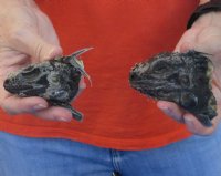 2 piece lot of North American Iguana heads cured in formaldehyde,  measuring  3and 3-1/2 inches in length - $20